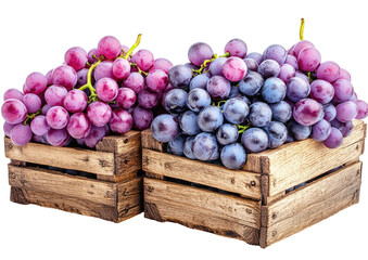 Grapes in crates purple & dark, wooden boxes, isolated