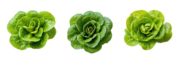 Three heads of green butter lettuce on a black backdrop