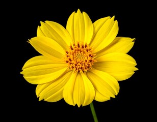 Obraz premium Close-up studio shot of a vibrant yellow daisy-like flower, isolated on black backdrop