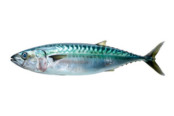 Fototapeta premium Whole fresh mackerel fish isolated on transparent background