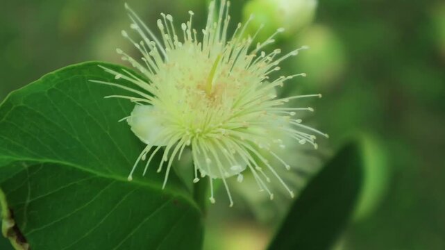 Rose guava blossom
