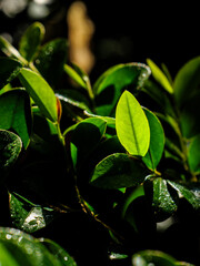 Single Green Leaf Illuminated by Sunlight in Dark Moody Foliage