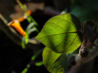 Single Translucent Green Leaf in Dramatic Sunlight Glow