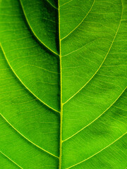 Macro Backlit Green Leaf Texture with Detailed Vascular Veins