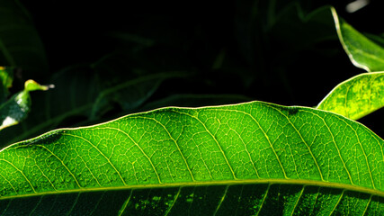 Macro Backlit Green Leaf Texture with Detailed Vascular Veins