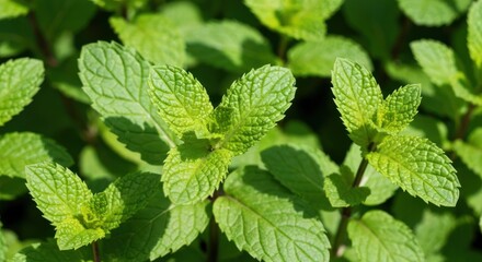 Close-up of vibrant green leafy plant, featuring detailed textures and natural light
