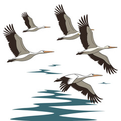 Obraz premium Pelicans flying over water birds ocean