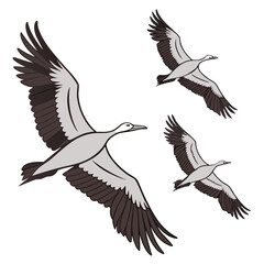 Fototapeta premium Three gray and black birds flying in formation flying birds