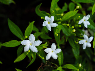 Group of White Pinwheel Jasmine Flowers with Water Drops