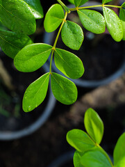 Fresh Lignum Vitae Leaves with Morning Dew Drops