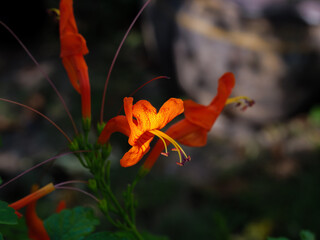 Vibrant Orange Trumpet Flowers with Morning Dew Drops