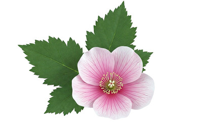 Pink Flower with Green Leaves