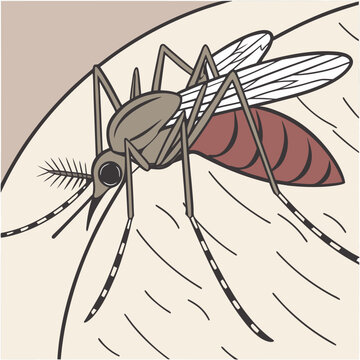 Extreme close up of a mosquito biting skin insect bite