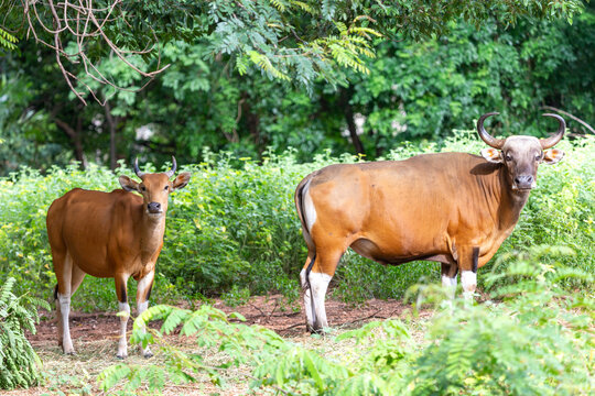 Male and female Banteng are grazing on lush green grass in the verdant meadows of a Thai forest reserve during the summer, under the bright sunlight.