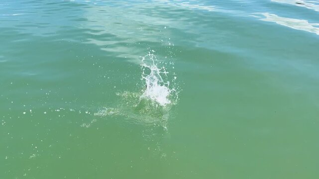 Fisherman Releasing a Sea Bream Back Into the Ocean Water