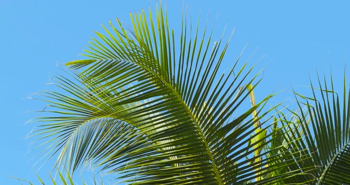 palm leaves against blue sky