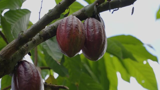 Cultivo de cacao caribe&ntilde;o en entorno natural