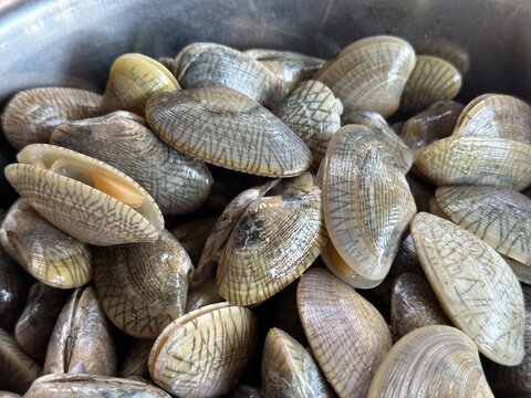 Fresh Clams in Metal Bowl for Seafood and Cooking Ingredient Concept