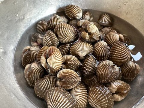 Fresh Blood Cockles in Metal Bowl for Seafood and Cooking Ingredient Concept