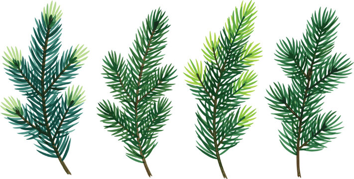 Set of stylized green conifer branches with detailed pine needles isolated on grey background for winter and forest nature designs