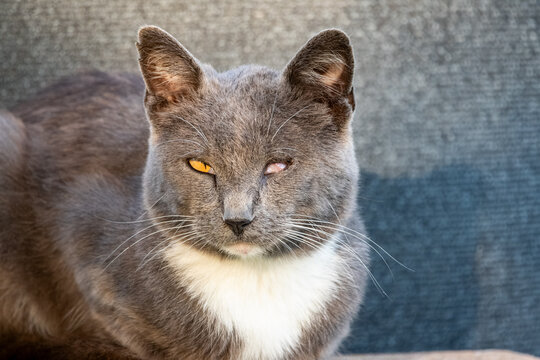 A short-haired gray and white cat with one healthy yellow eye, missing the other eye.