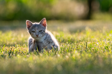 A cute tabby kitten sitting in a lawn backlit by bright sunlight, scratching itself with its hind leg © George Schmiesing