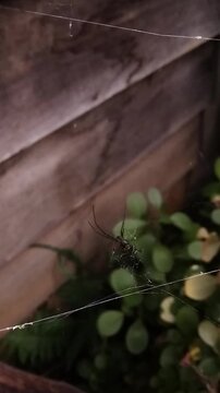 Top Down View of a Long-Jawed Orb-Weaver Spider On It's Web on a Windy Day