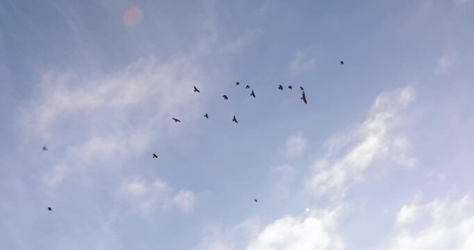 Chaotic flock of seagulls squabbling and competing in mid-air flying in the sky with clouds and sunshine