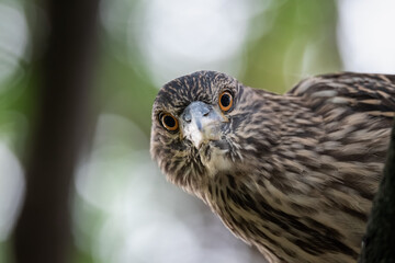 A juvenile black-crowned night heron with striking orange eyes in a close-up portrait, looking down while perched on a branch amidst soft-focus green foliage © George Schmiesing