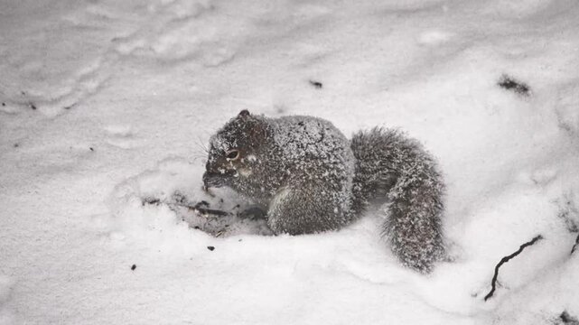 Cute gray squirrel digging and eating nuts in the cold winter snow during a snowfall