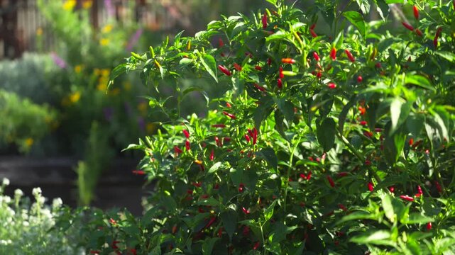 Handheld close up of a chilli plant with red and green chillies growing among dense foliage in a kitchen garden, Australia.