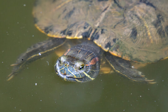 A red-eared slider turtle with distinctive red and yellow markings on its head swimming in murky green water