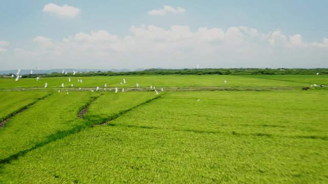Campo verde con aves silvestres en Rep&uacute;blica Dominicana
