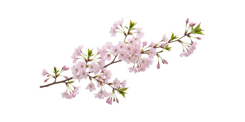 Flowering Sakura branch with light pink blooms and emerging foliage