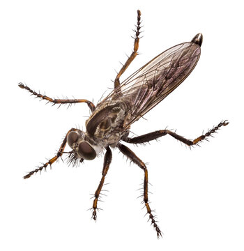 robber flies. isolated. high quality and resolution. no background. close-up macro photo of an insect. enlarged fly high-quality material for creativity and design.