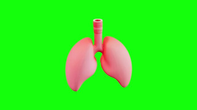 3D Human Lung Anatomy animated on green screen background