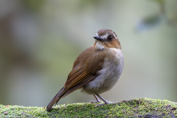 Eyebrowed jungle flycatcher displaying its vibrant plumage while perched on a branch