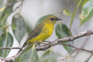 Fototapeta premium Nature wildlife bird Bornean whistler (Pachycephala hypoxantha), or Bornean mountain whistler perch on branch