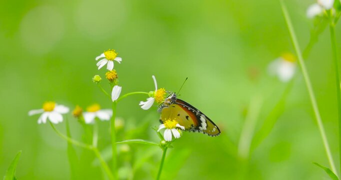 Marco shot Slow motion scene Monarch butterfly rests on pink cherry blossom branch against a cloudless motion blur bokeh background