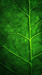 Fototapeta premium Vibrant photo of Detailed close-up of vibrant green leaf texture and vein network