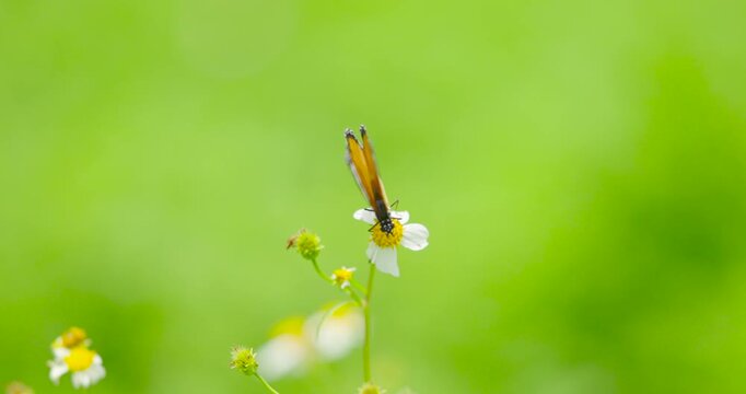 Slow motion scene Monarch butterfly rests on pink cherry blossom branch against a cloudless motion blur bokeh background