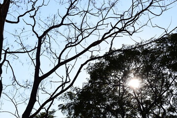 branches of big tree on blue sky background