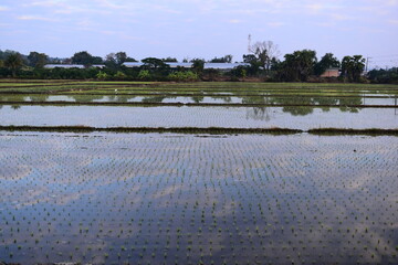 rice paddy agriculture farm, natural background