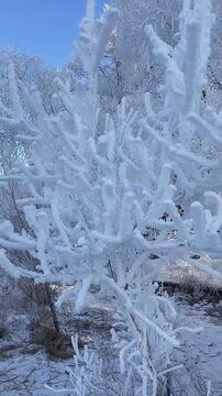 A stunning vertical close-up shot capturing the intricate crystalline structures of rime ice on a tree branch. Every frost needle and icy grain is visible in high definition, showcasing the delicate a