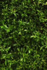 green leaf fence in the garden, natural background in springtime