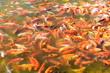 colourful crap fish in natural pond
