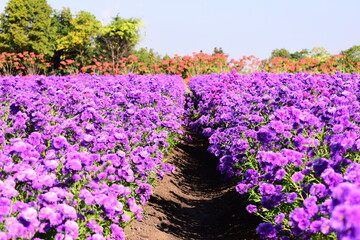 beautiful purple flower garden in springtime, natural background