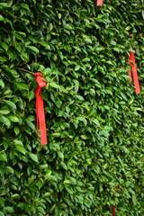 red ribbon on green leaf background