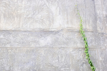 blank cement wall background with green leaf ivy