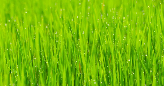 Low angle view of green grass reflecting the morning sunlight drop water 
